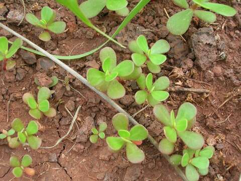 Image of common purslane