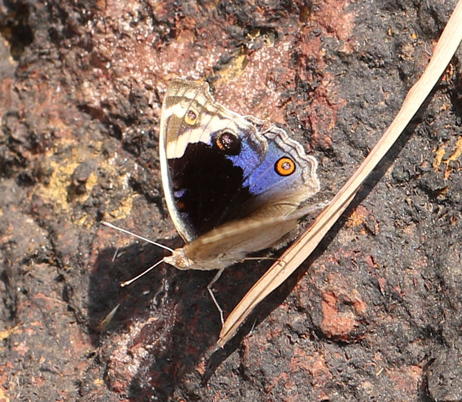 Image of Junonia orithya swinhoei Butler 1885