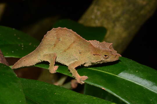 Image of Uluguru pygmy chameleon