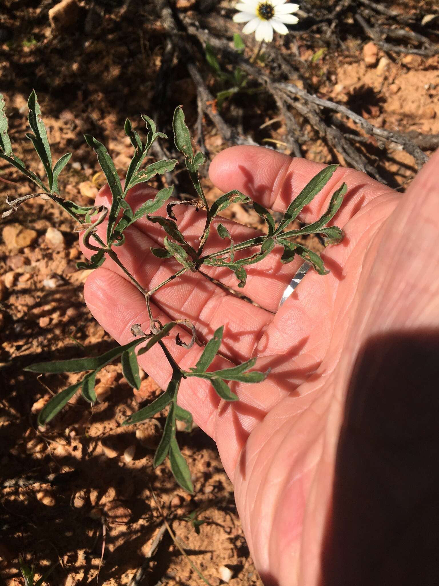 Image of Pelargonium luteolum N. E. Brown