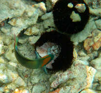 Image of Saddle wrasse