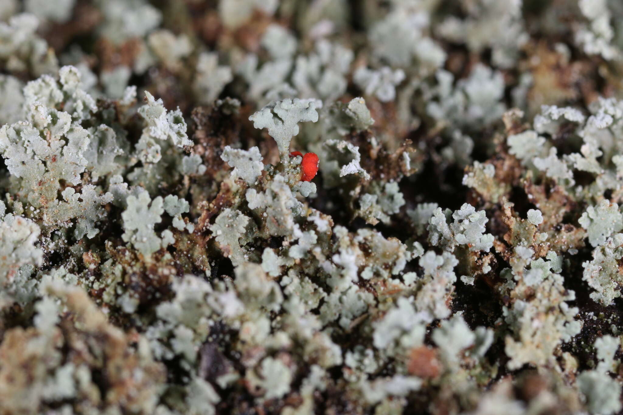 Image of cup lichen