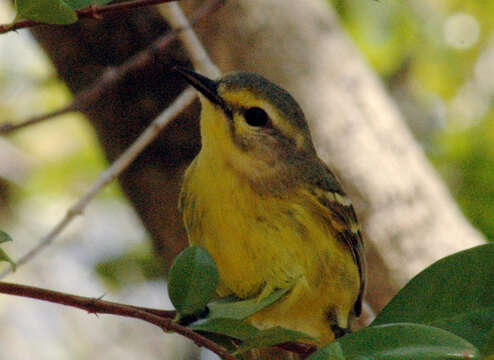 Image of Setophaga Swainson 1827