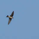 Image of Asian House Martin