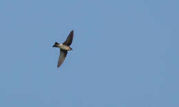 Image of Asian House Martin
