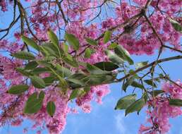 صورة Handroanthus heptaphyllus (Mart.) Mattos