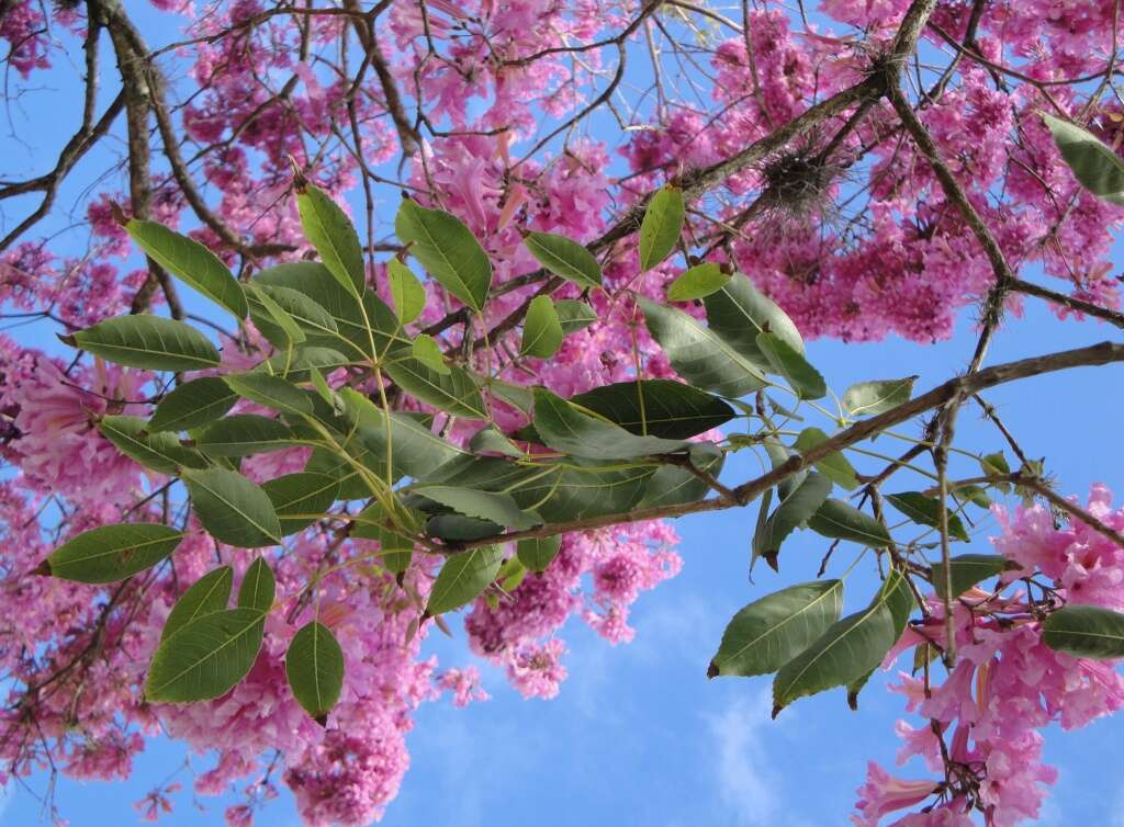 صورة Handroanthus heptaphyllus (Mart.) Mattos