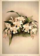 Image of Coelogyne cristata Lindl.