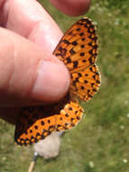 Image of Mormon Fritillary