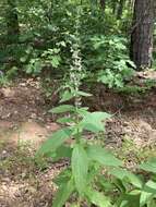 Image of Stachys iltisii J. B. Nelson