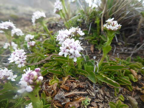 Image of <i>Valeriana fonkii</i>