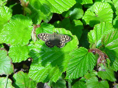 Image of Creeping Bramble