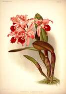 Image of Lawrencian Cattleya