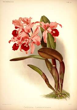 Plancia ëd Cattleya lawrenceana Rchb. fil.