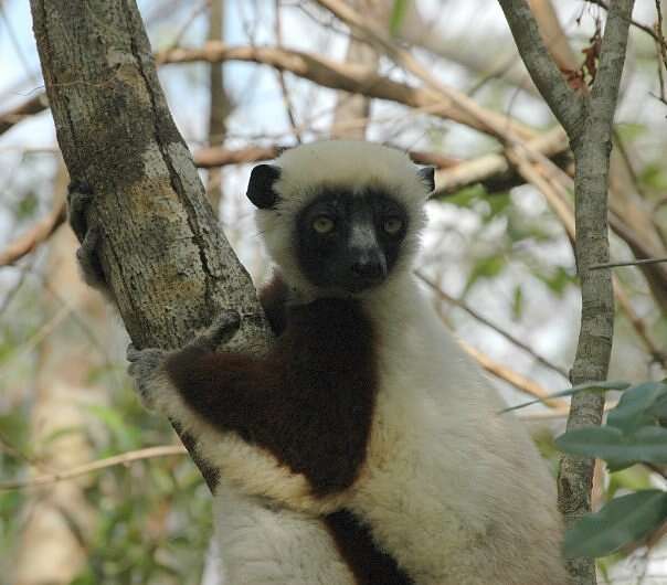 Image of Coquerel's Sifaka