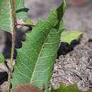 Image of Lomatia ilicifolia R. Br.