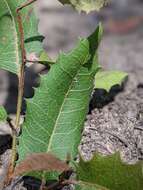 Image of Lomatia ilicifolia R. Br.