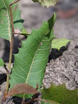 صورة Lomatia ilicifolia R. Br.