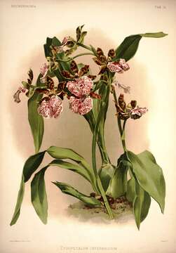 Image of Zygopetalum maculatum (Kunth) Garay