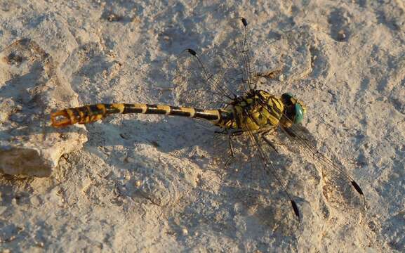 Image of Green-eyed Hooktail