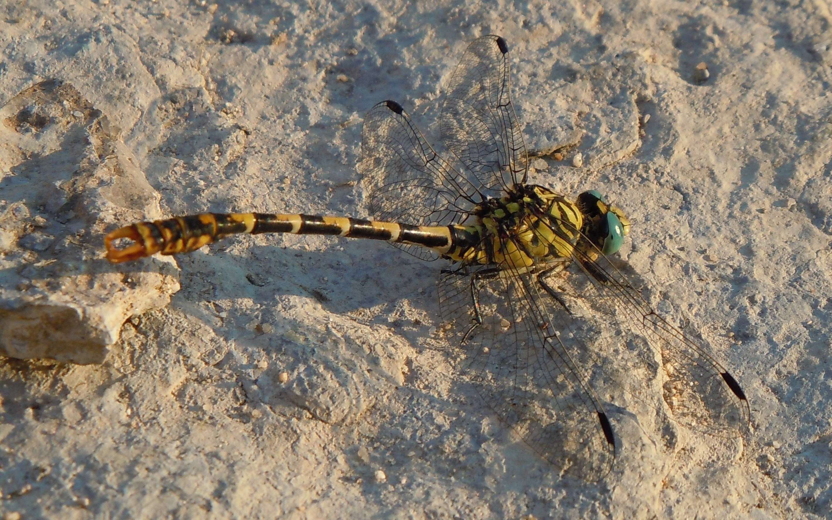 Image of Green-eyed Hooktail