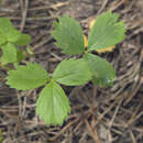 Image of Fragaria iinumae Makino