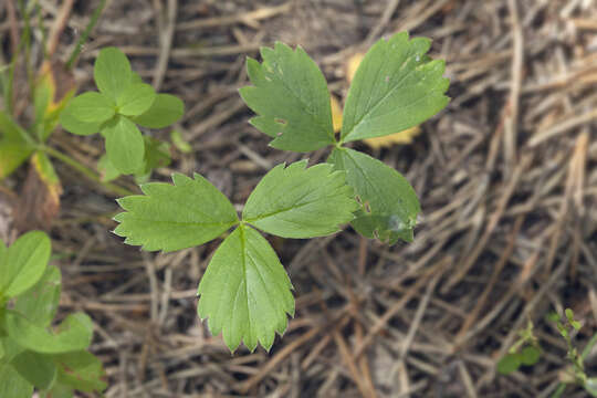 Image of Fragaria iinumae Makino