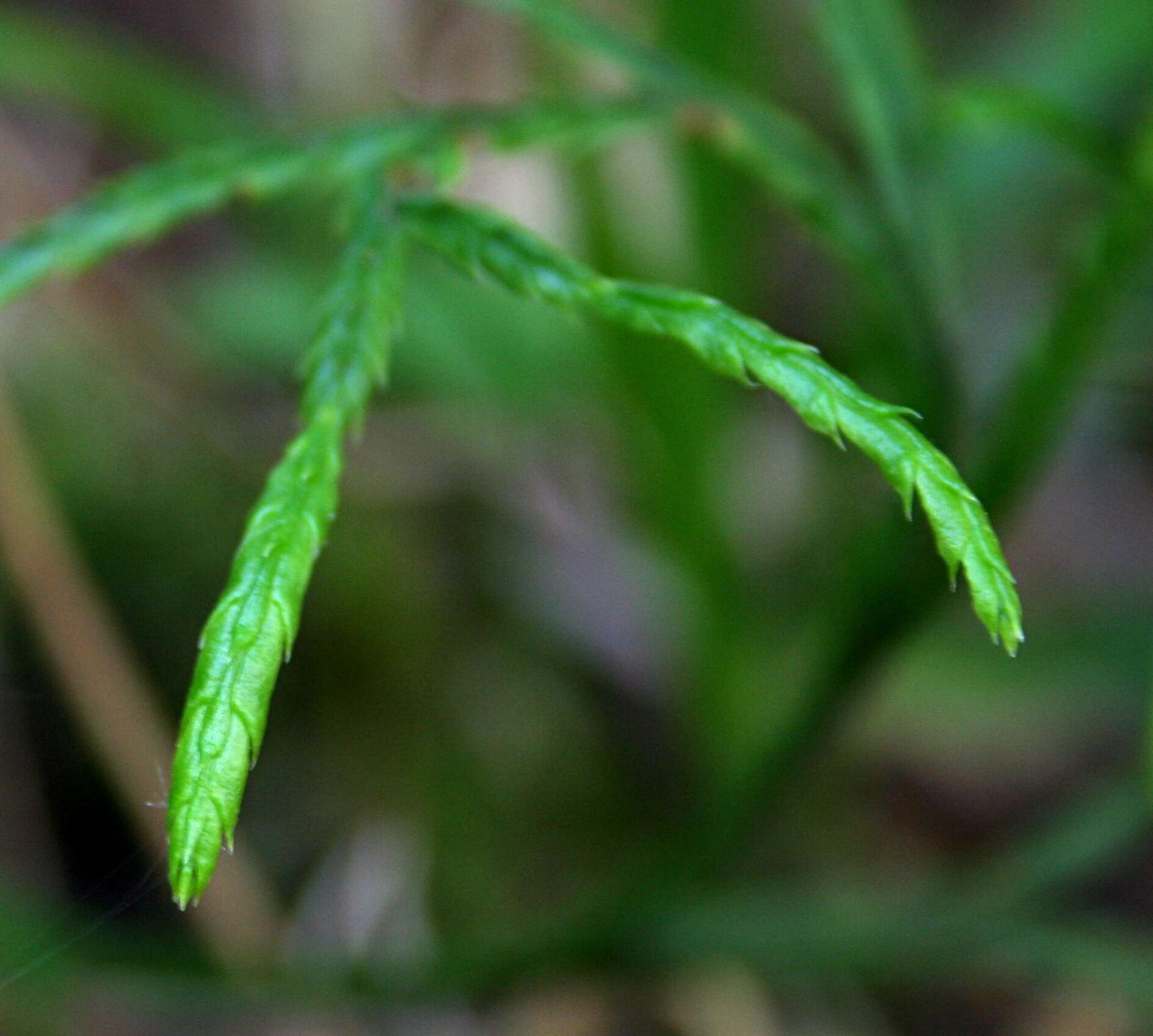 Image of complanate clubmoss