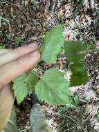 Image of stolonbearing hawthorn