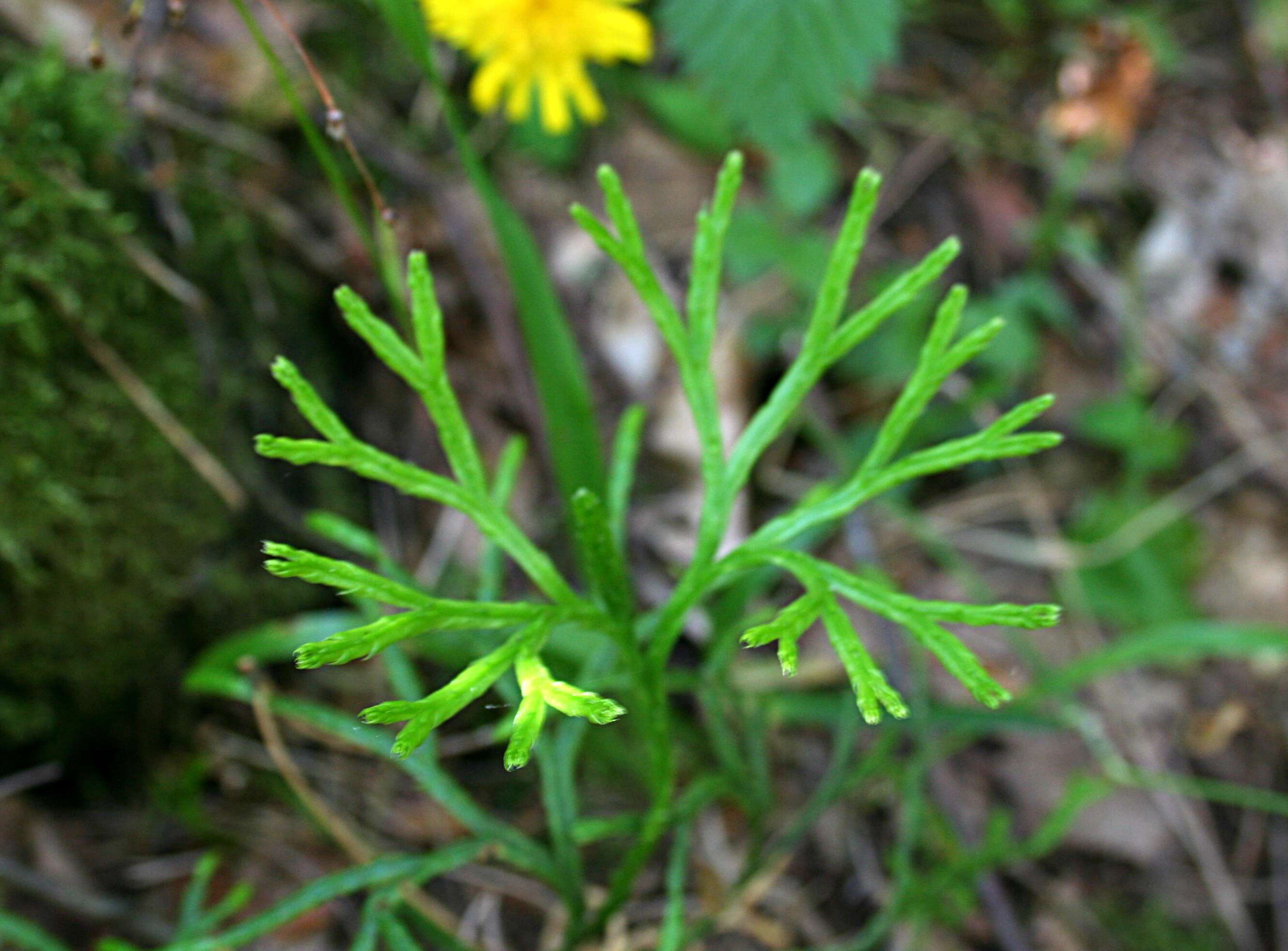 Image of complanate clubmoss