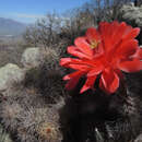 Plancia ëd Echinocereus acifer subsp. huitcholensis (F. A. C. Weber) Mich. Lange