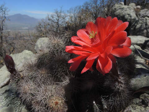 Image de Echinocereus acifer (Otto ex Salm-Dyck) Lem.