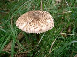 Image of Macrolepiota procera (Scop.) Singer 1948