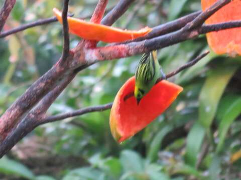 Image of Emerald Tanager