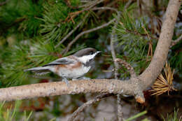 Image of Chestnut-backed Chickadee