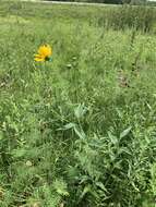 Image of cheerful sunflower