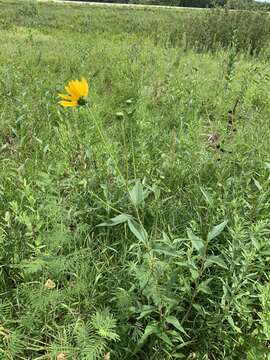 Image of cheerful sunflower