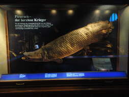 Image of Arapaima