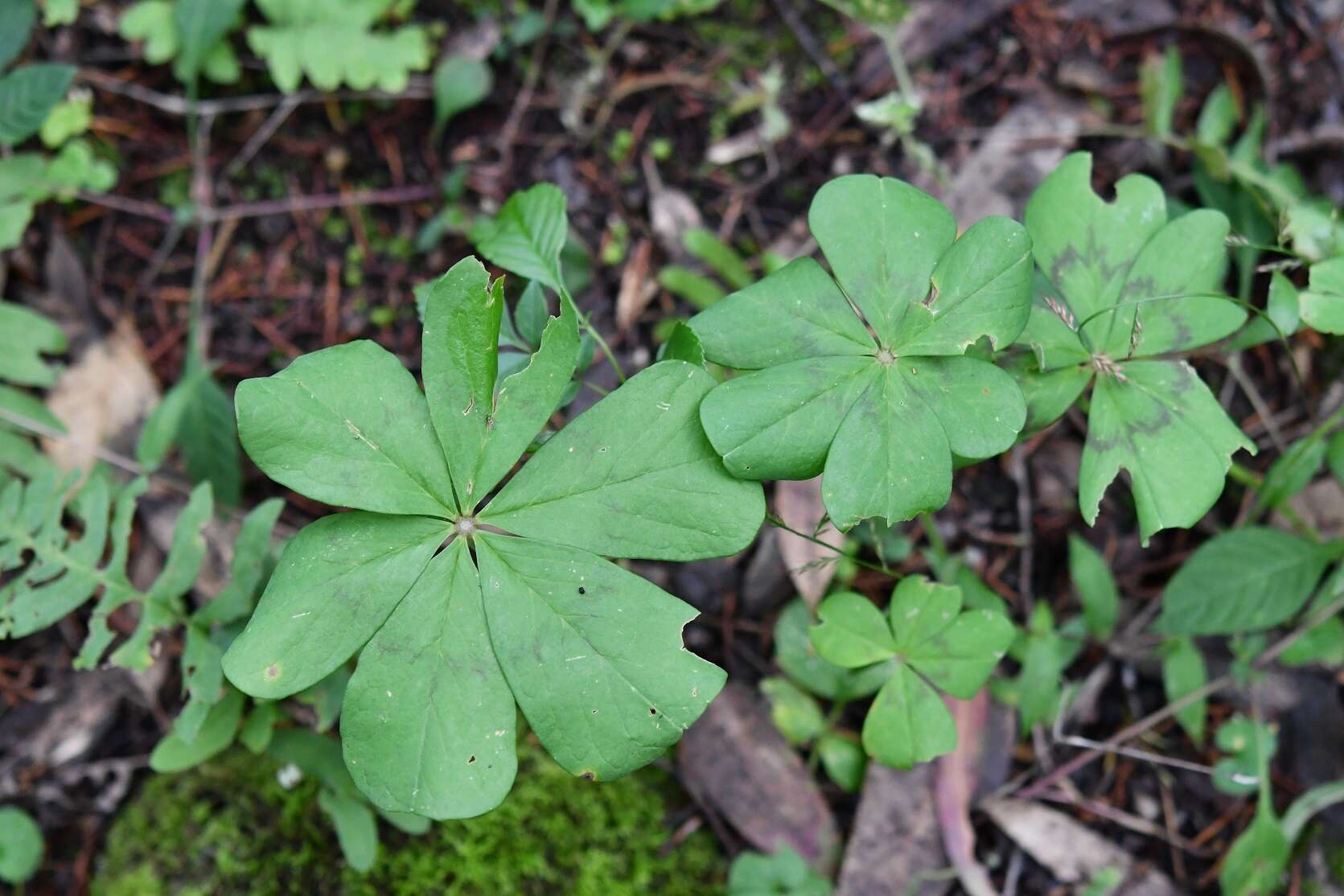 Sivun Oxalis nelsonii (Small) Knuth kuva