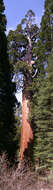 Image of giant sequoia