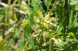 Image of licorice milkvetch