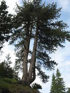 Image of Bosnian Pine