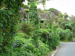 Image of Blue morning glory