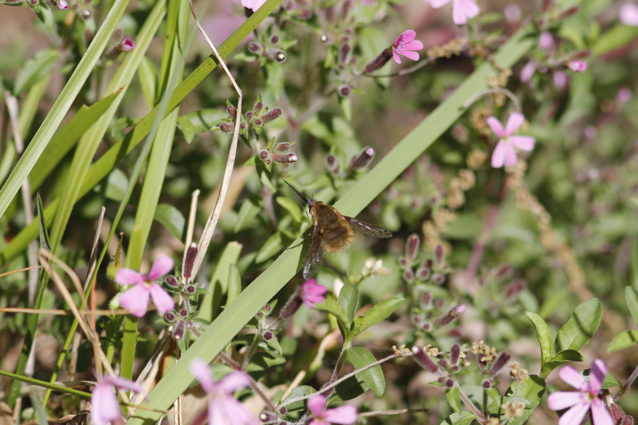 Image of Bombylius medius Linnaeus 1758