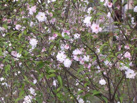 Imagem de Prunus japonica C. P. Thunb. ex A. Murray