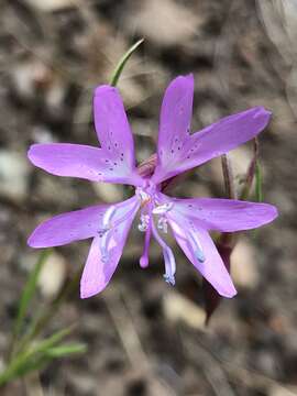 Plancia ëd Clarkia biloba subsp. biloba