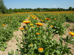 Image of pot marigold