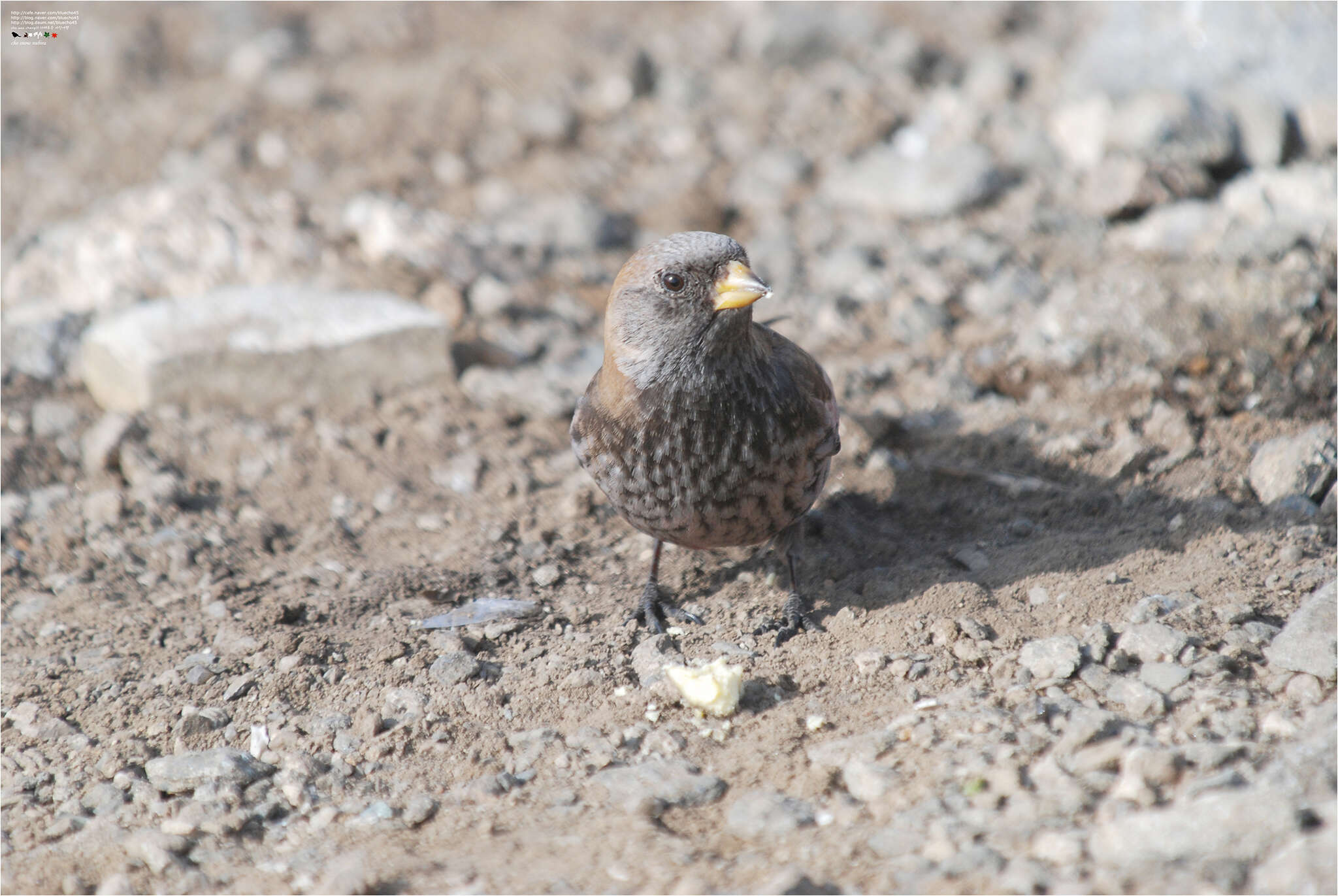 Image of Asian Rosy Finch