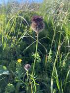 Слика од Centaurea kotschyana Heuff. ex Koch