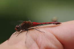 Image of Ruddy Darter